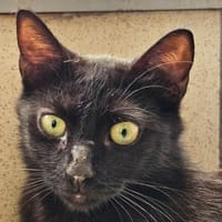 THORIEL, chatte à adopter