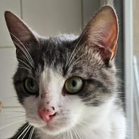 BOLACHA, chat à adopter