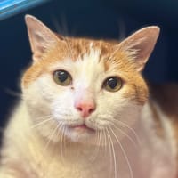 Hercule, chat à adopter