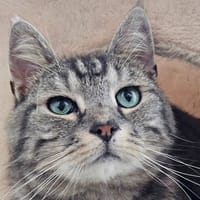 PORTO, chat à adopter