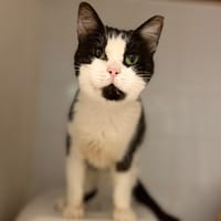 DANAE, chatte à adopter
