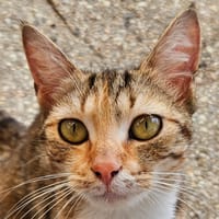 LUA, chatte à adopter