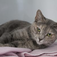 astrid, chatte à adopter