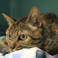 ophelie, chatte à adopter