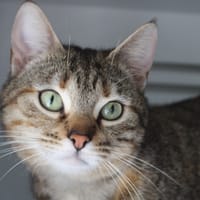 bianca, chatte à adopter