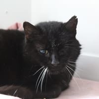 brindille, chatte à adopter