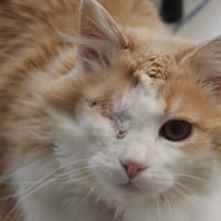 toto, chat à adopter