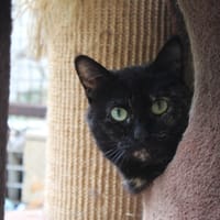 AMALIA, chatte à adopter
