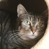 amiche, chat à adopter