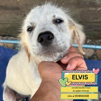 ELVIS, cane da adottare