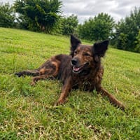 Zelda la câline, chienne à adopter