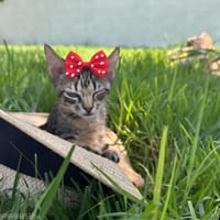 CLEO, chatte à adopter