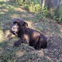 PATY, en attente de sa famille, chienne à adopter