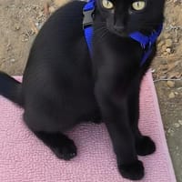 JULIETA, chatte à adopter