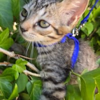TITI, chat à adopter