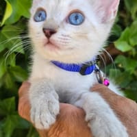 ARYY, chatte à adopter