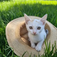 FITO, chat à adopter