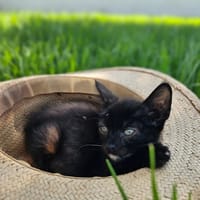 BUBA, chat à adopter