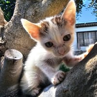 NANA, chatte à adopter
