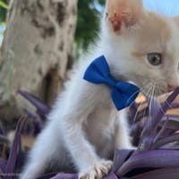 NICO, chat à adopter