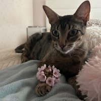 PEGGY, chatte à adopter