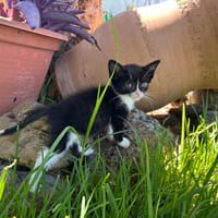 FELIZ, chat à adopter