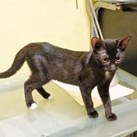 BLACKY, chaton mâle européen, chat à adopter