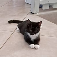 BAGHERRA, chaton femelle type européen, chatte à adopter
