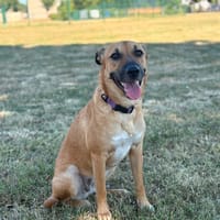 CIEL, Berger créole femelle, chienne à adopter