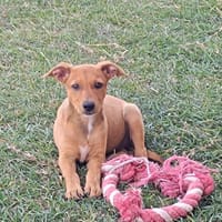 LILOU, chiot femelle Berger Créole, chienne à adopter