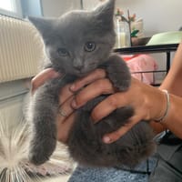 Misty, chatte à adopter