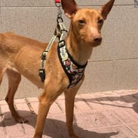 CARMEN (Lara), chienne à adopter