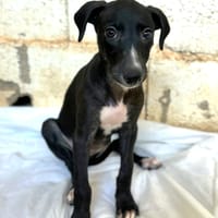 NYX (Animalea), chienne à adopter