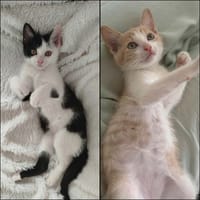 GABY et PANDI, chat à adopter