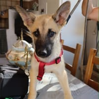 ROCCO (Martina), chien à adopter