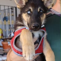ORSON (Martina), chien à adopter