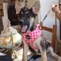 NIX  (Martina), chienne à adopter