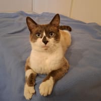 Naboo, chat à adopter