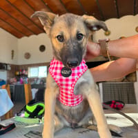 FREYA (Martina), chienne à adopter