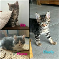 SIA, PLUME et CHARLY, chatte à adopter
