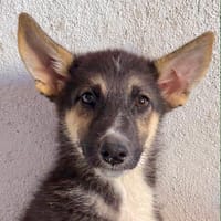 BRAM (Martina), chien à adopter