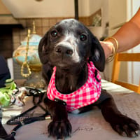 SALLY (Martina), chienne à adopter
