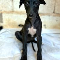 NIXIE (Animalea), chienne à adopter