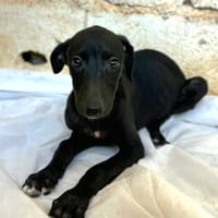NIMUE (Animalea), chienne à adopter