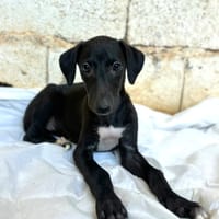 NAUKSU (Animalea), chienne à adopter