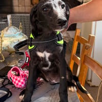 LEE (Martina), chienne à adopter