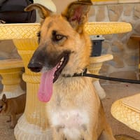HONEY (Martina), chienne à adopter
