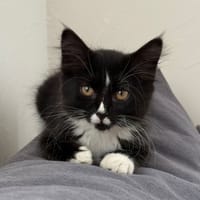 ASMA, chatte à adopter