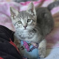 BASILE, chat à adopter