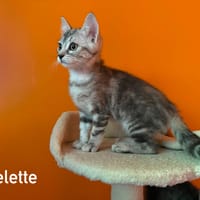 BELETTE, chatte à adopter